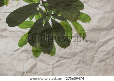 green leaves on crumpled paper