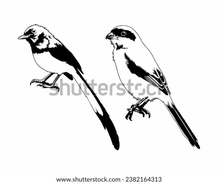 vector silhouette of a black and white magpie