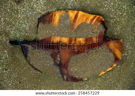 A big tropical leaf which is partially covered in wet sand. It already lost all the chlorophyll, making it appear in warm color tones.