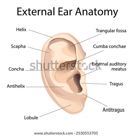 External Ear Anatomy diagram. Vectora art illustration