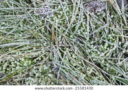 Closeup of typical winter frozen grass.
