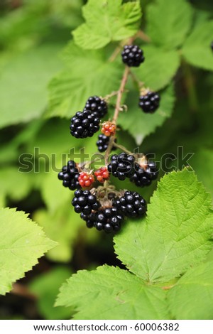 nature food - blackberries bunch on a farm