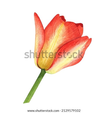 Similar – Foto Bild Tulpen rot-gelb Pflanze