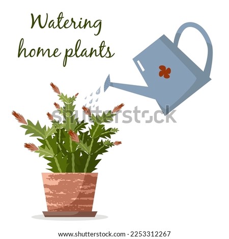 Watering home plants Schlumbergera in pots with watering can on white. Flat vector illustration. House plants care