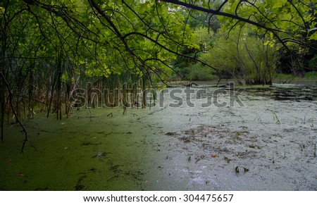 Low angle view of a swamp pond surrounded by trees. Pond is weed-chocked and inundated with brilliant green swamp plants.