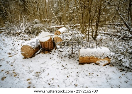 Similar – Image, Stock Photo first snow in the Black Forest