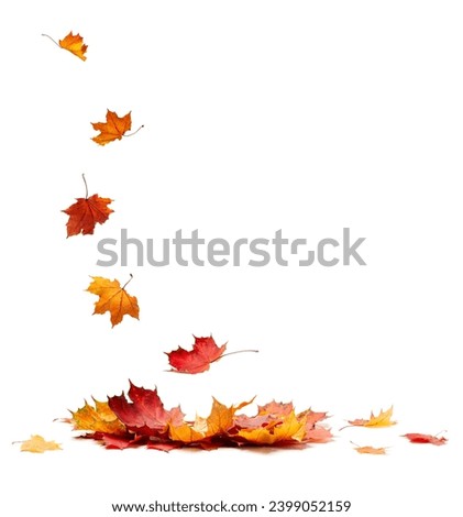 Similar – Image, Stock Photo Autumn colors