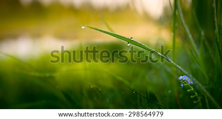 Fresh grass with dew drops about the river in the sunlight close up