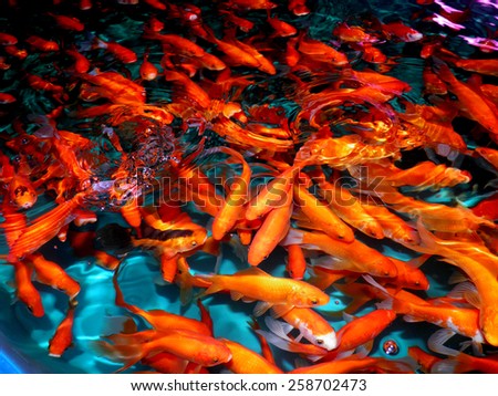Goldfish from Asia: central Asia and China and Japan. Introduced throughout the world. Asian form of the goldfish. Several countries report adverse impact after introduction. Carassius auratus