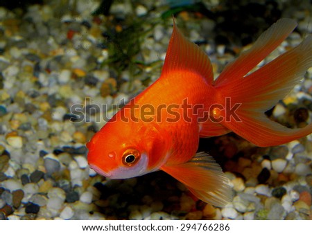 Carassius auratus. Gold fish
