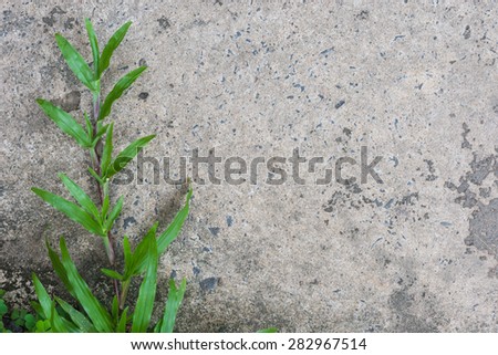 Green plant and concrete background