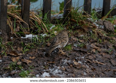 Similar – Image, Stock Photo Yellowhammer searching for food on the forest floor