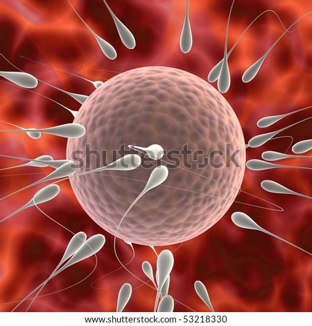 Three Dimensional Illustration Of Spermatozoon Fecundating An Ovule ...