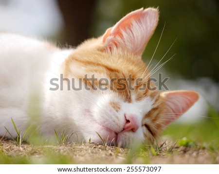 Cat sleeping outside in the field