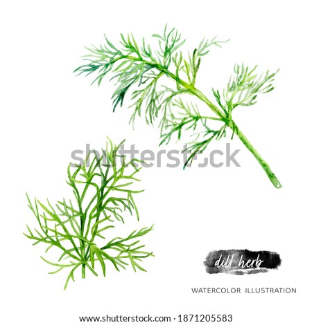 Dill watercolor illustration isolated on white background