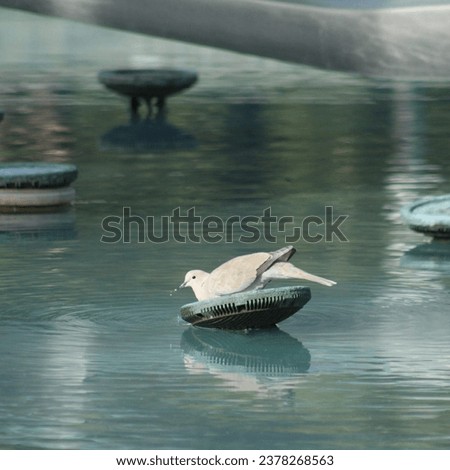 Foto Bild Tauben trinken am Nachmittag Wasser aus einer Pfütze in einem städtischen Park