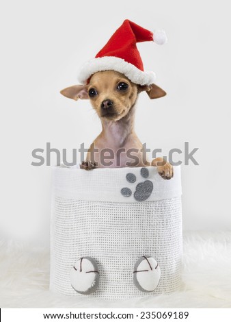 Chihuahua mexican inside a basket and a Santa Claus hat