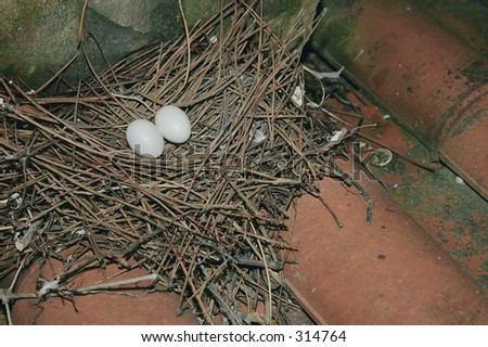 Pigeon\'s eggs in  nest