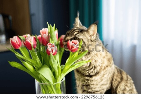 Similar – Image, Stock Photo Cat in a flower meadow