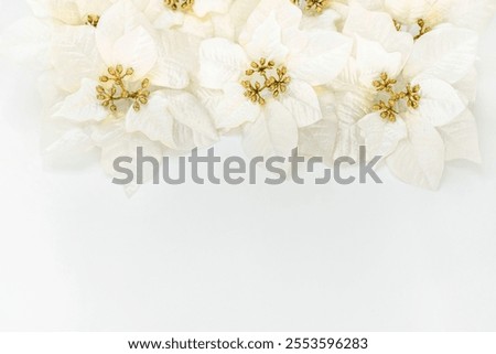 Similar – Image, Stock Photo Brightly shining poinsettia in a window of a night. Traditional decor of Christmas time with the view of a lighted balcony.