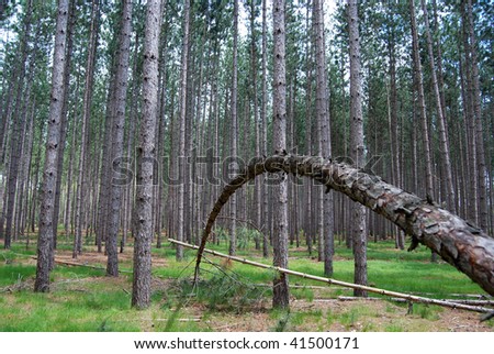 bent over tree in forest