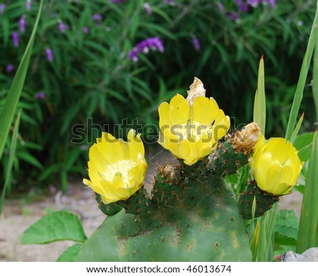 Prickly Pear blossoms