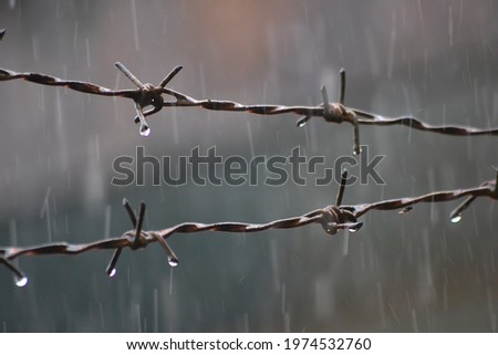 Similar – Image, Stock Photo Got the spike Environment