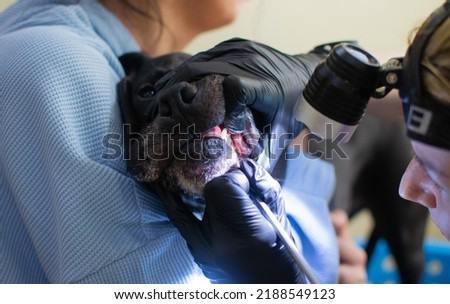 Similar – Image, Stock Photo Veterinarian checking teeth of dog