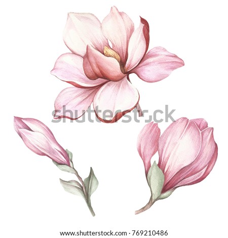 Similar – Image, Stock Photo Blooming magnolia