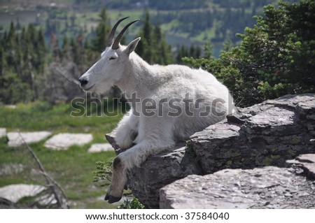 Mountain Goat Chilling on a Rock