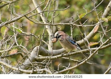 Similar – Foto Bild Eichelhäher Umwelt Natur