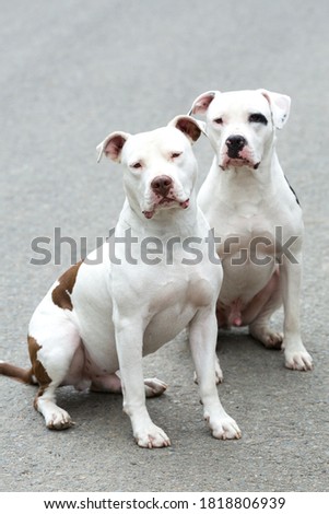Similar – Image, Stock Photo American Stanford sitting on floor