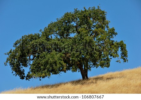A single tree in a field of brown grass on an incline hill