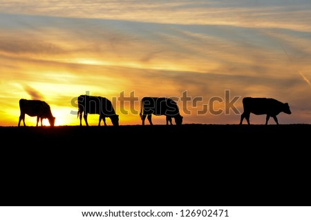 The sky is the background for four silhouettes of cows in a field