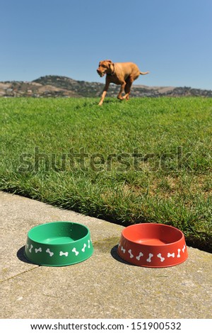 Red and green dog water bowls on sidewalk next to park with dog running