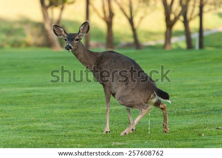 Opinion you blue deer pee you tell Opinion, the blue deer pee