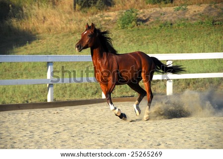 Horse running on dirt, kicking up a lot of dirt with each hoof. Mane and tail are flying.