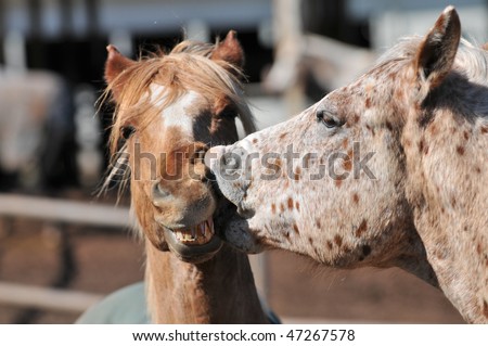 Horses kissing with open mouth showing teeth