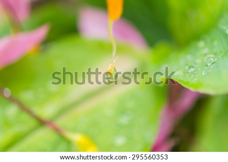 Dew drop on the herbal plant flower