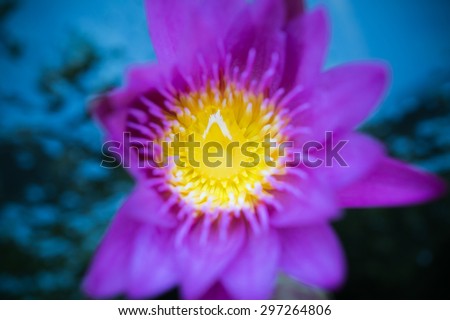Artistic style shot of water lily with a drop of water inside flower