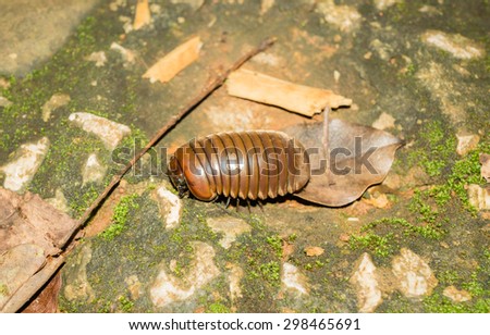 Millipede in the garden floor
