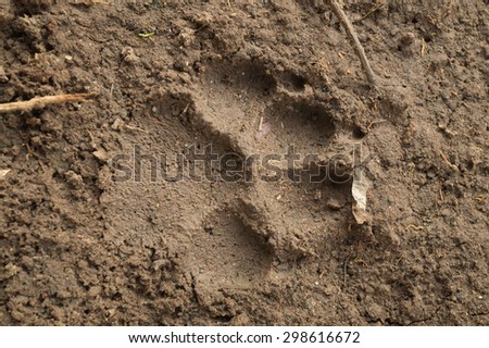 Blurred background of dog footprint in the wet soil
