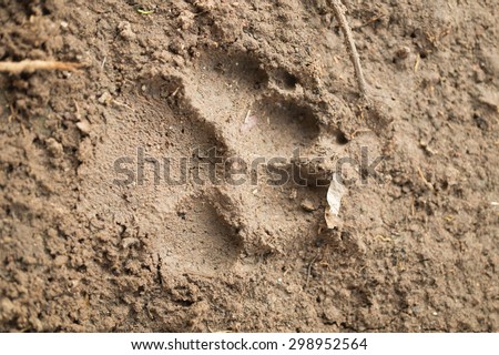 Blurred background of dog footprint on the wet soil