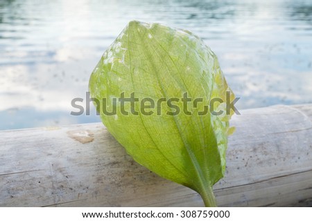 Water weed leaf