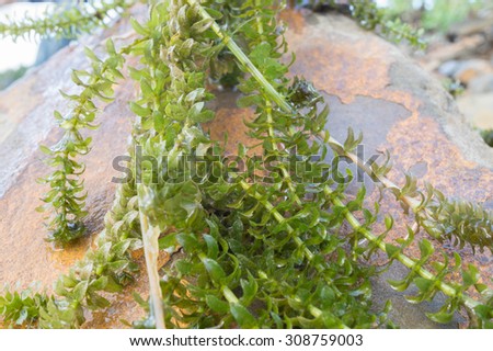 Water weed plant on a stone ground
