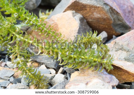 Water weed plant on a stone ground
