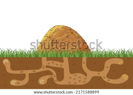 Anthill in section under ground. Termite nests with labyrinths. House forest insects. Vector illustration family of wild beetles.