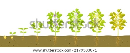 Soybean growth cycle with in soil. Vector illustration of sprouting legumes. ストックフォト © 