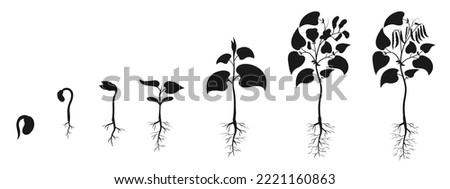 Bean seedling growth. Bean seed germination silhouette. Plant development infographic