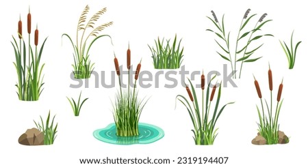 Reeds on white. Set of elements of tall marsh grass with cattail. Vector illustration of lake vegetation. River thickets